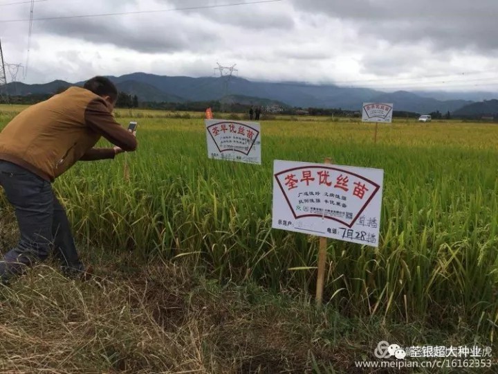 热烈庆祝2017年江西省荃早优丝苗核心经销商观摩暨座谈会成功召开