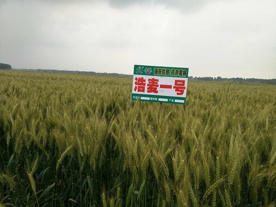 红麦种植进入浩麦时代——罗山“浩麦一号”现场会纪实