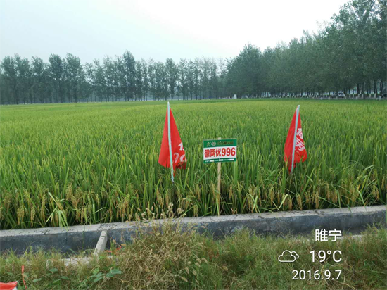 问水稻哪家优,首选荃超996!
