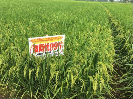 “乱世英雄”三抗冠军“徽两优996”王者归来! 时销三万斤!