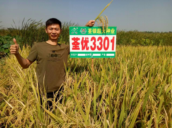 农民心中真正的超级稻：荃优3301！
