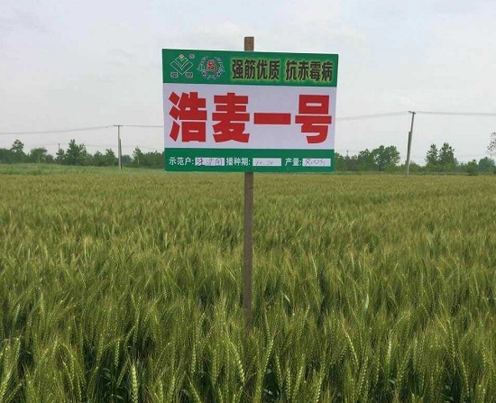 红麦种植进入浩麦时代——池州“浩麦一号”现场会纪实