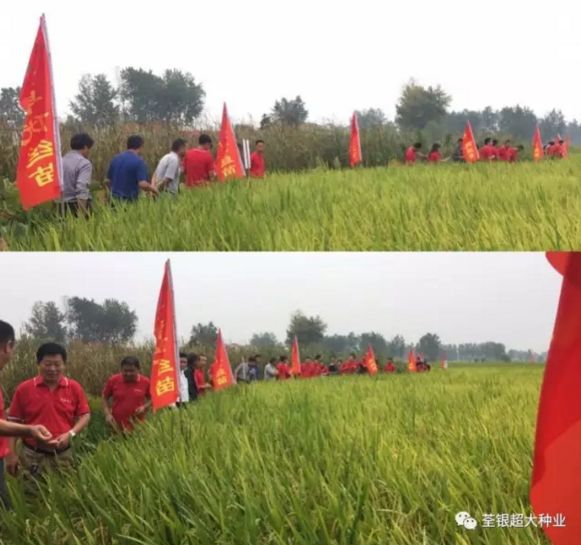 不怕高温不怕倒，来年直播我最好－－寿县荃早优丝苗销售启动会暨测产验收攻坚战揭幕