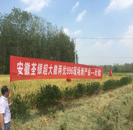 “我”不想傲娇,但是它们确实不如“我”——徽两优996