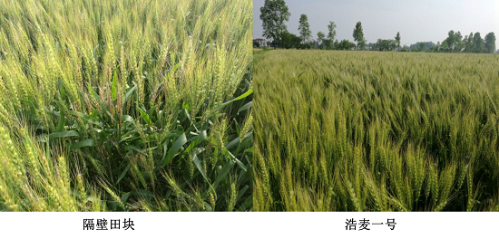 红麦种植进入浩麦时代——池州“浩麦一号”现场会纪实