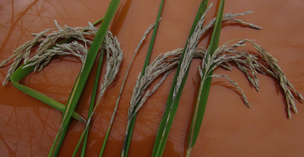 8月上旬水稻病虫害发生趋势及防治意见
