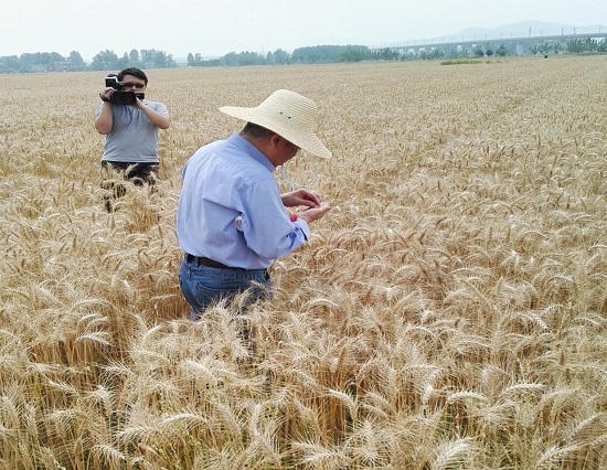 红麦种植进入浩麦时代——池州“浩麦一号”现场会纪实
