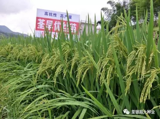 丝苗来袭,直播无敌——荃早优丝苗