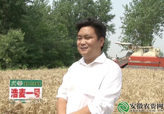 浩麦一号息县来测产 品种优良产量高