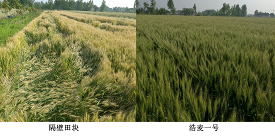 红麦种植进入浩麦时代——池州“浩麦一号”现场会纪实