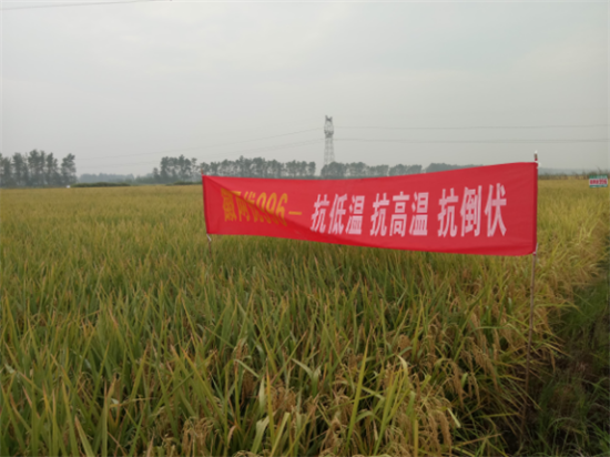 高温抗性好,铁秆永不倒——徽两优996