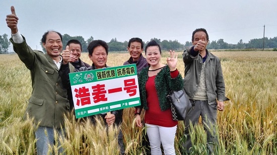 红麦种植进入浩麦时代——天门“浩麦一号”现场会纪实