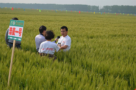 安徽荃银超大种业2015年小麦新品种“浩麦一号”全国现场观摩会在庐江成功召开