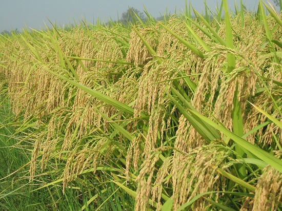 热烈祝贺徽两优996被农业部评为2016年“超级稻”！