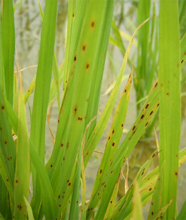 水稻胡麻斑病、细菌性条斑病的防治