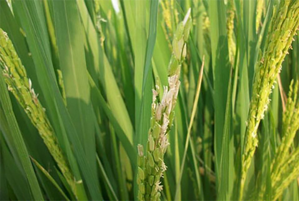 水稻7月份管理四要点