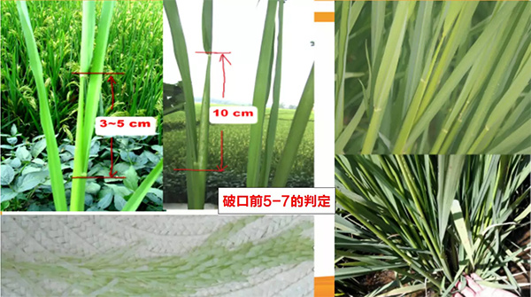 水稻7月份管理四要点