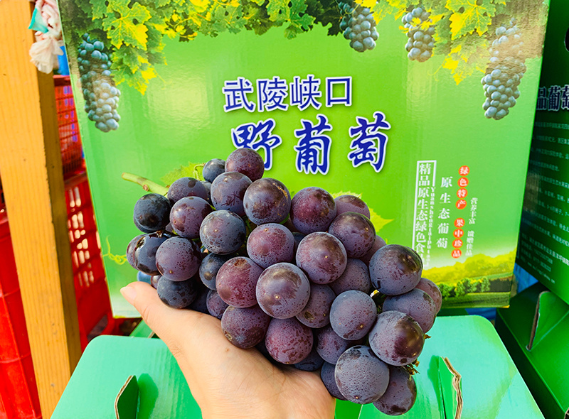 武陵峽口野葡萄