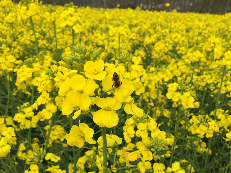 油菜花