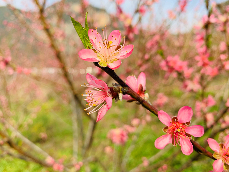 桃花