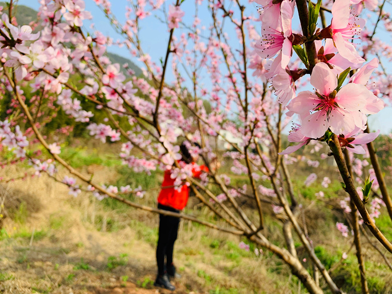 桃花
