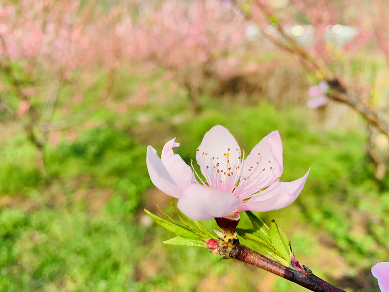 桃花
