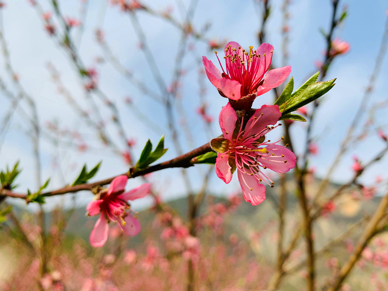 桃花