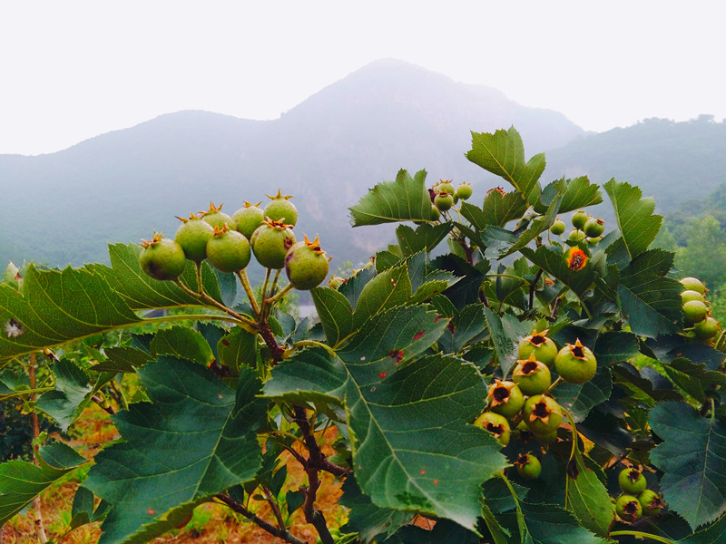 武陵峽口采摘園山楂