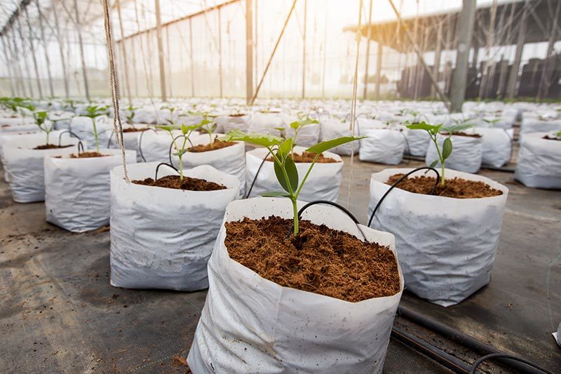 Seedling Bag