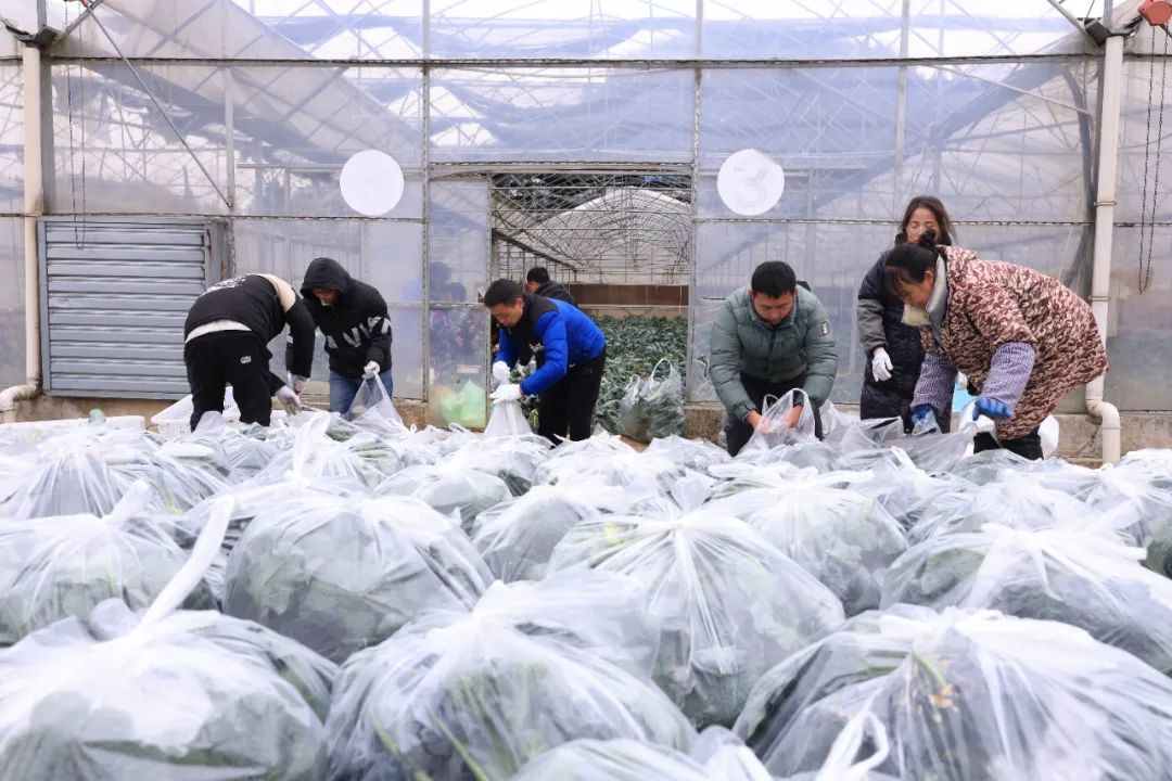 采收忙碌！一批16000斤西蘭花即將上市！