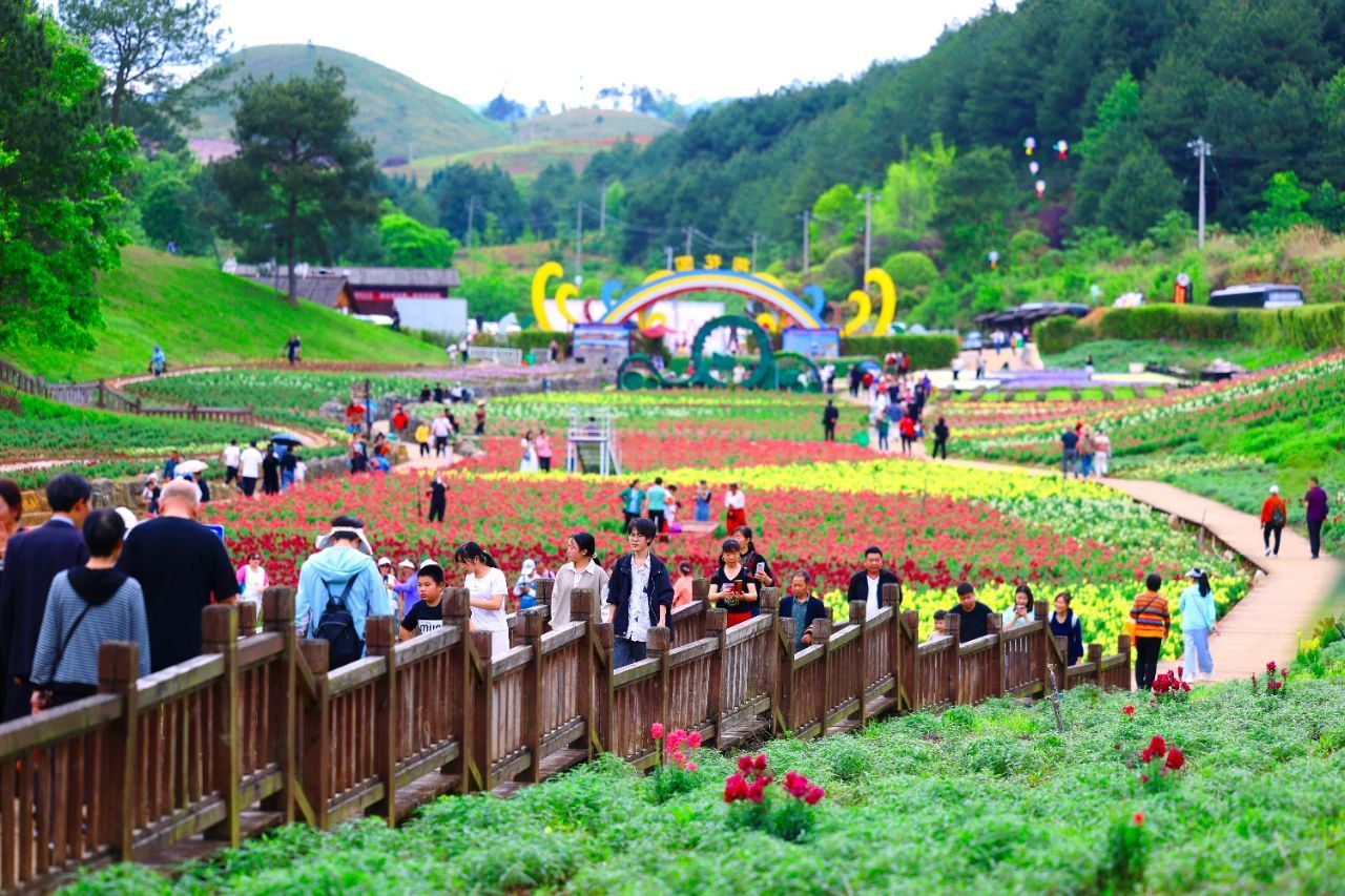 關于卡烏藥谷江村菊花園景區秋季花海種植的公告