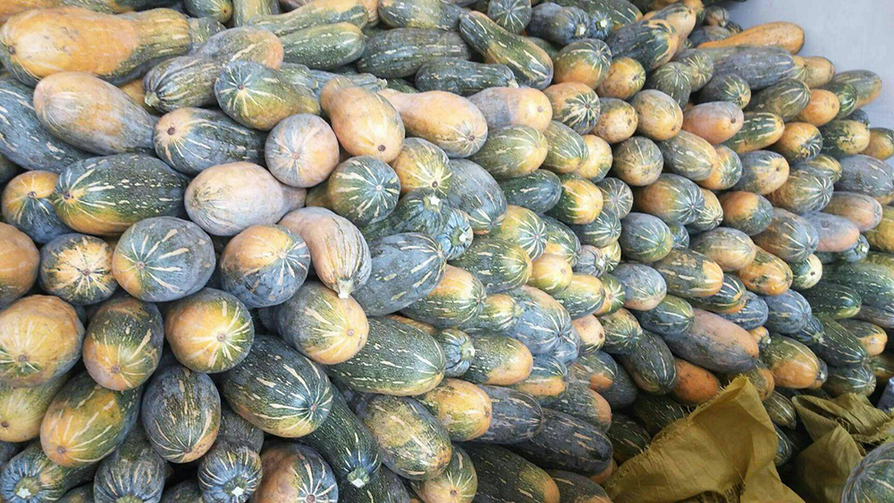 蜜本南瓜
