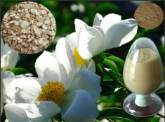 白芍提取物Paeonia lactiflora Pall Extract