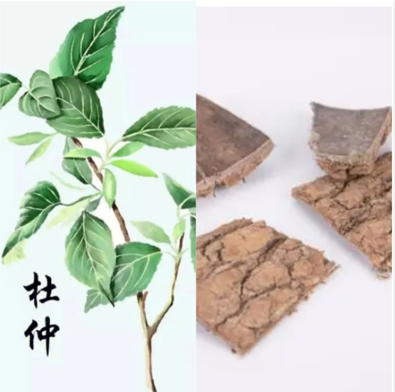 杜仲Eucommia ulmoides Oliver