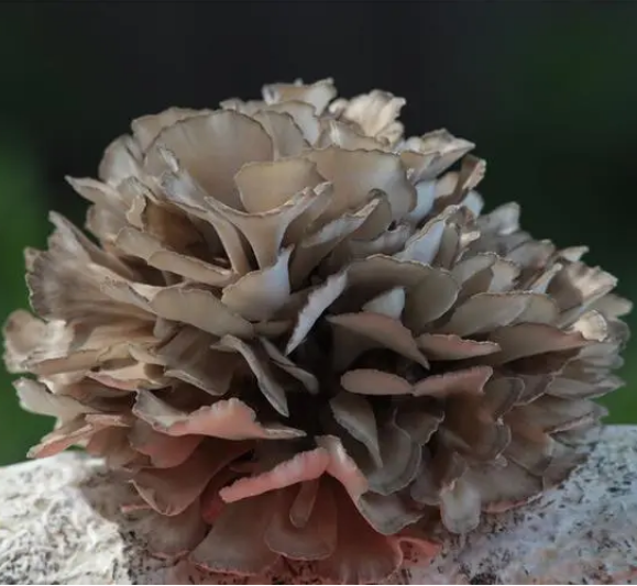 灰樹(shù)花粉Grifola frondosa powder