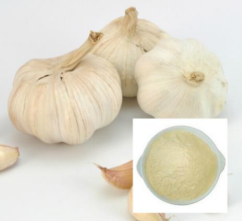 大蒜提取物Garlic Extract