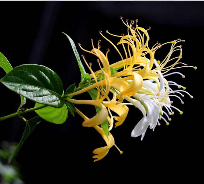 金銀花粉Gold and silver pollen