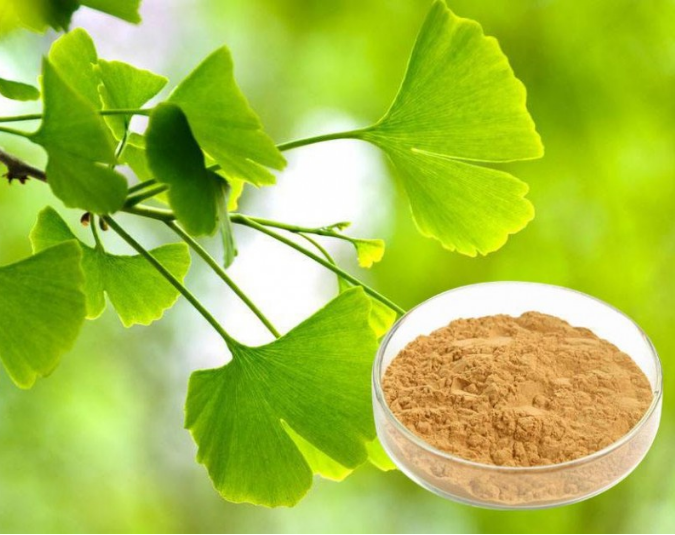 銀杏葉提取物Ginko Biloba Extract