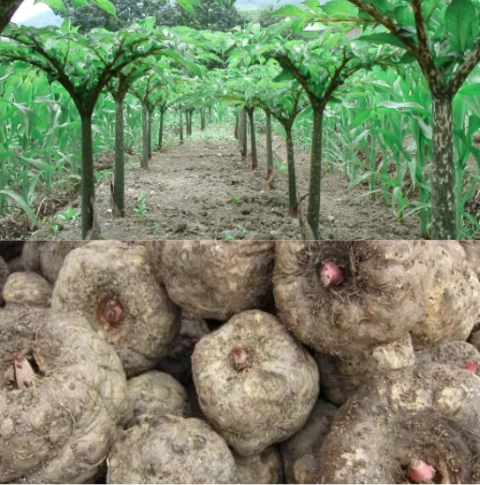 魔芋Amorphophallus rivieri Durieu