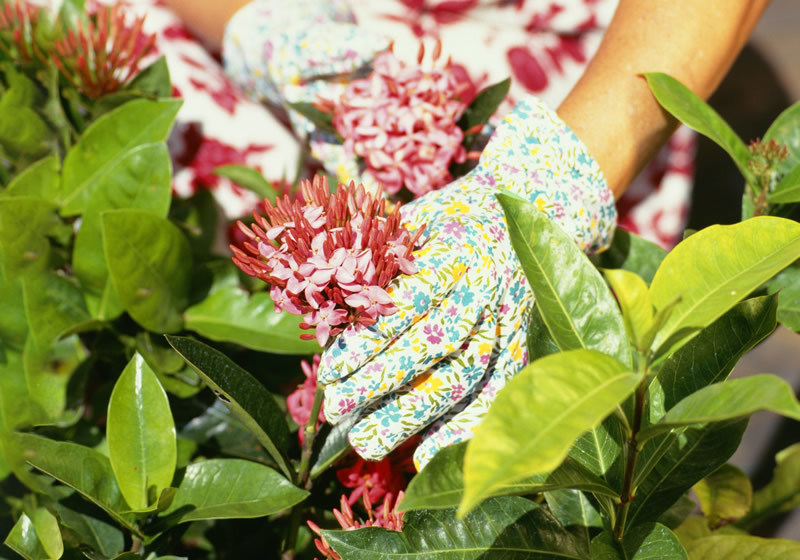 Nitrile gloves can be used in which fields?
