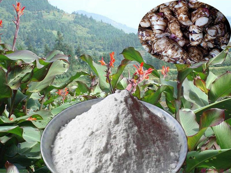 Canna Starch Processing