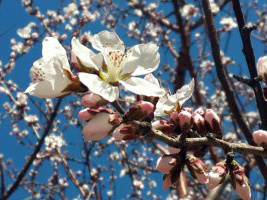 校园一角——桃花