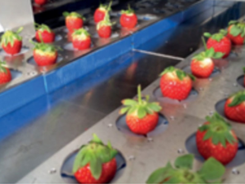 草莓去柄机