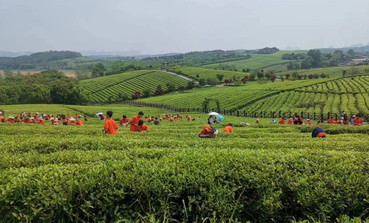茶山美景