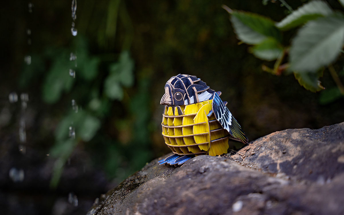 Yellow-bellied Tit