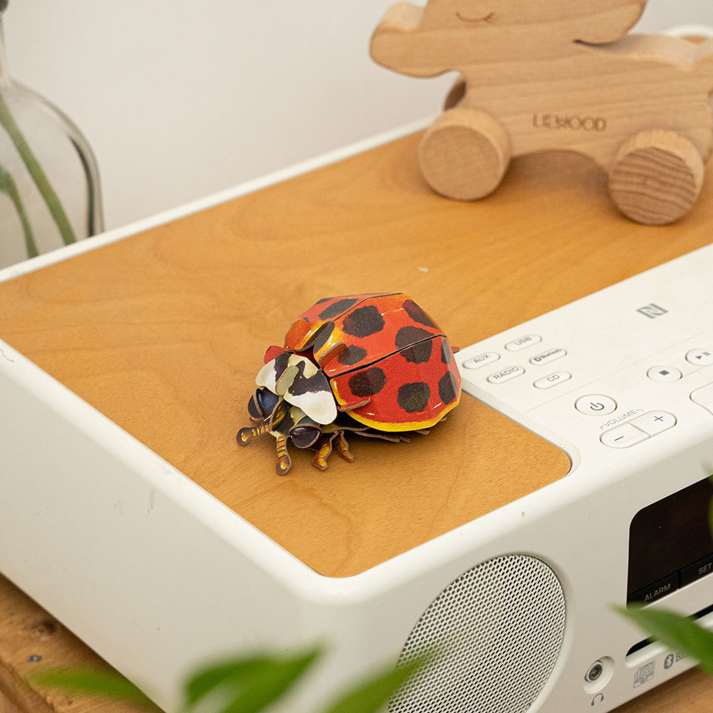 Heterochromatic ladybug