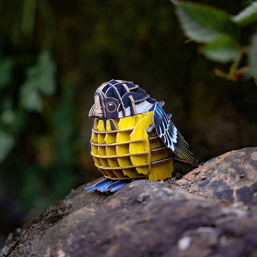 Yellow-bellied Tit