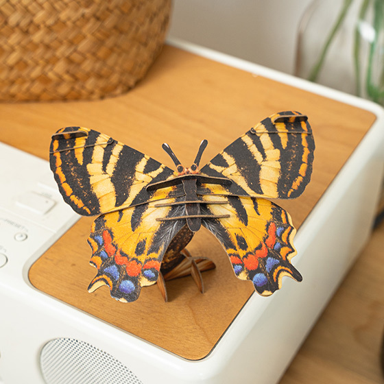 Chinese Tiger Phoenix Butterfly