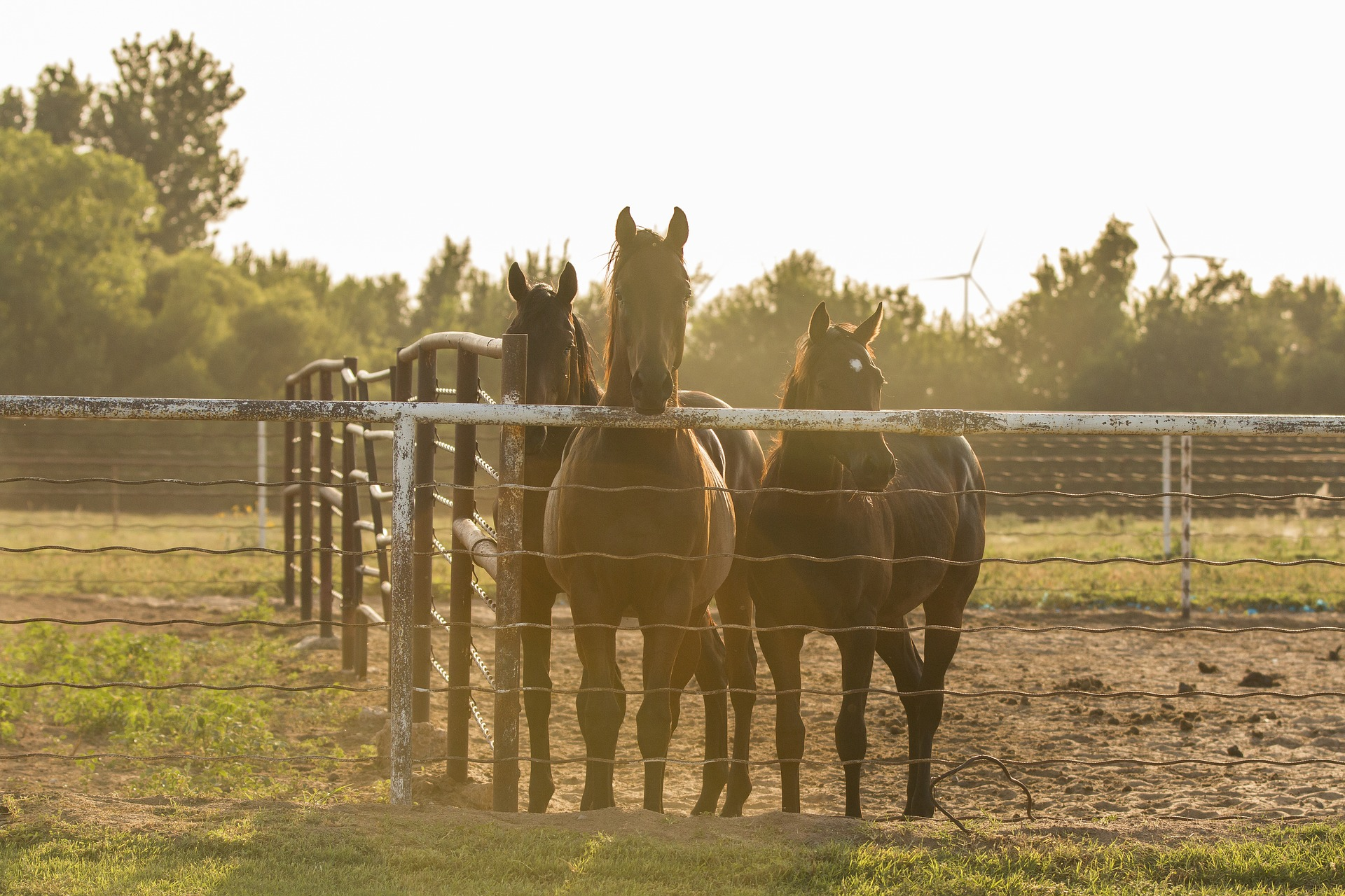 Whether for a hobby farm or large farmland, a Sumo Post Driver is a must-have tool for fence maintenance