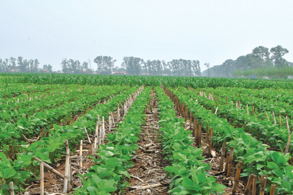 Soybean emergence under no-tillage sowing with full straw coverage